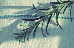 Segel Rezepte mit Rosmarin