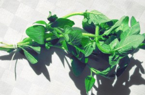 Lagerung Kräuter Proviant Segeln