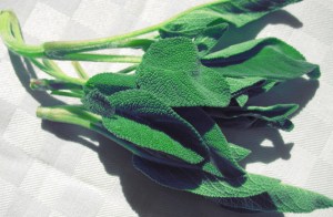 Lagerung Kräuter Proviant Segeln