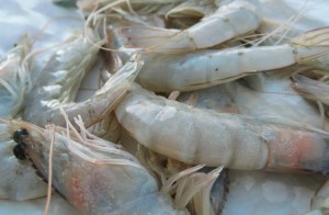 Shrimps Was kochen beim Segeln