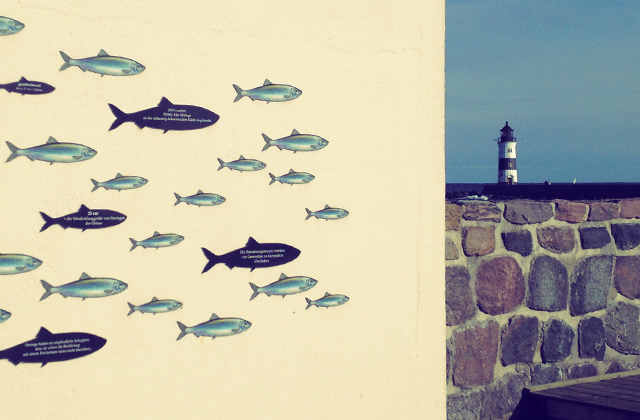 Schlei Heringe auf der Lotseninsel