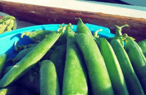 Segelrezepte Erbsen Risotto