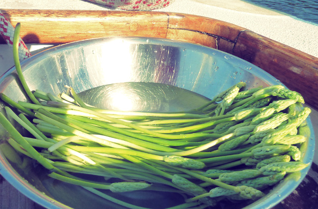 Segelrezepte Wilder Spargel