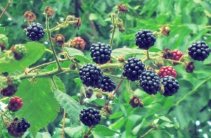 Lyö kulinarische Entdeckungen