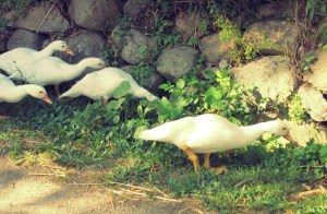 Lyö Törnziel Segeln