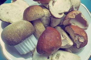 Steinpilz Rezept Bordküche Segeln