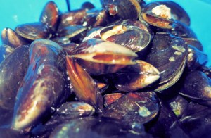 Muscheln Seemannsart Segeln Kombüse