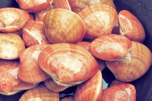 Muscheln Rezept Kombüse Segeln