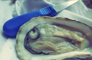 Austern Essen beim Segeln