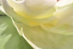 Fried Noodles Segelrezept Kombüse