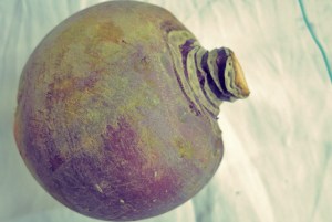 Steckrüben - Rezept Was koche ich beim Segeln?