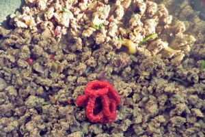 Chili con Carne. Perfektes Segelrezept