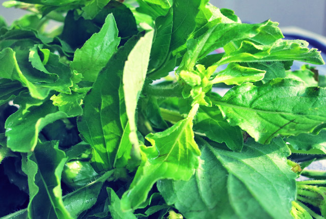 Pad Krapao Holy Basil