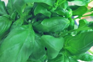 Soupe au Pistou Segelrezept