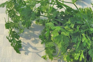 Spargelsuppe Rezept. Was kochen beim Segeln und Camping