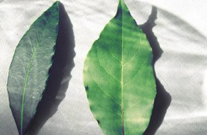 Coq au vin Hähnchenbrust Seglerküche, Segelrezepte Camping.