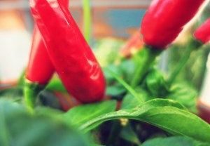 Linsensalat. Was kochen beim Segeln, in der Kombüse oder Camping?