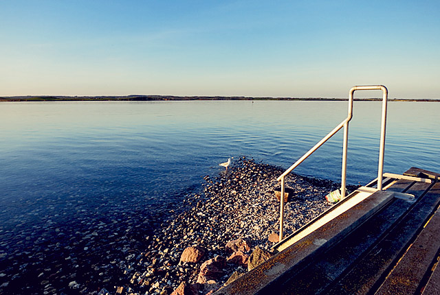 Avernakø Möve schleicht sich an Grill an