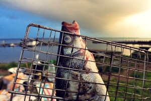 Loup de Mer vom Grill Seglerküche