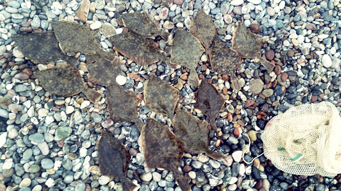 Angeln in Dänemark Flundern aus Langeland, © alle Fischfotos, Bodo, Zeebarsland