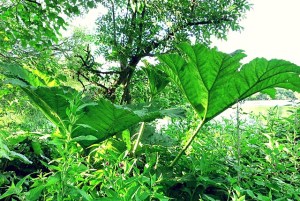 Amazonas Feeling auf Alsen Denmark