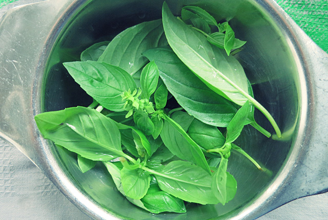 Frisches Basilikum an Bord richtig aufbewahren