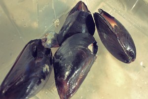 Moules de Bouchot kaputte aussortieren