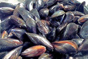 Miesmuscheln richtig putzen und aussortieren