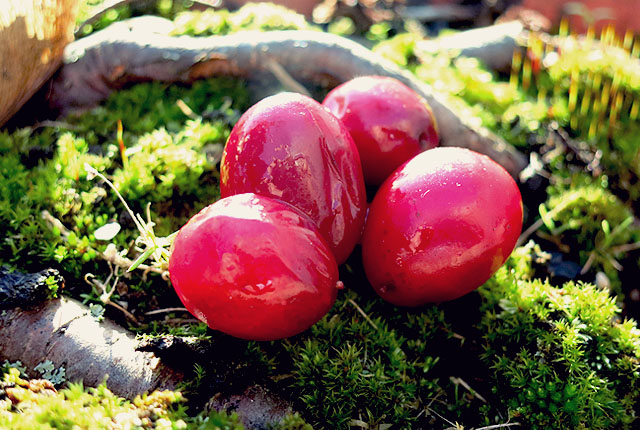 Cranbeery oder Moosbeere Unterschiede