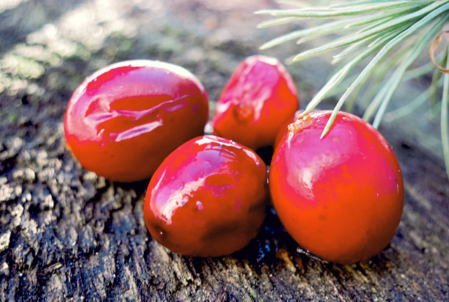 Cranberries gekocht für Sirup