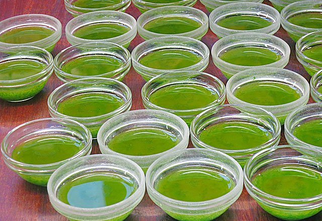 Dill Öl auf dem Hakaniemi Markt in Helsinki