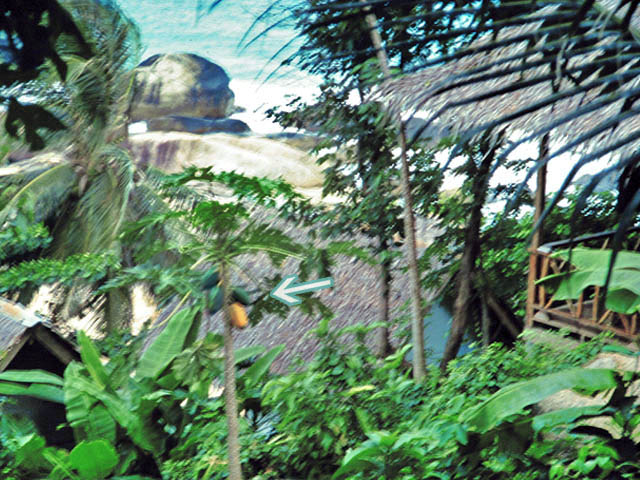 papaya an Baum in Koh Samui 1993