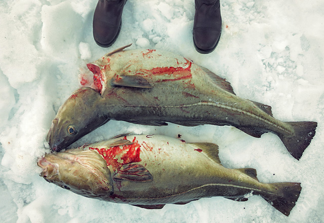 Skrei Winterkabeljau Catch of the day