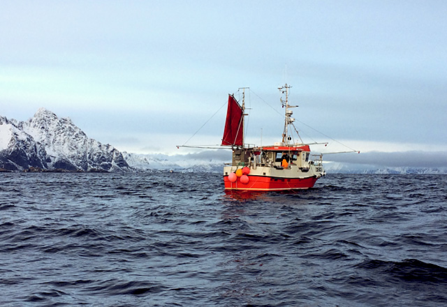 Die See kocht: Skrei Fischfang Henningsvaer Lofoten
