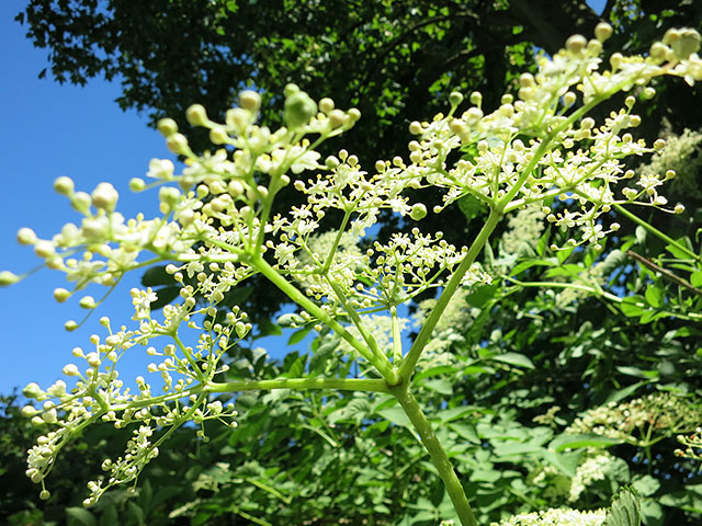 Holunderbluete im Juni