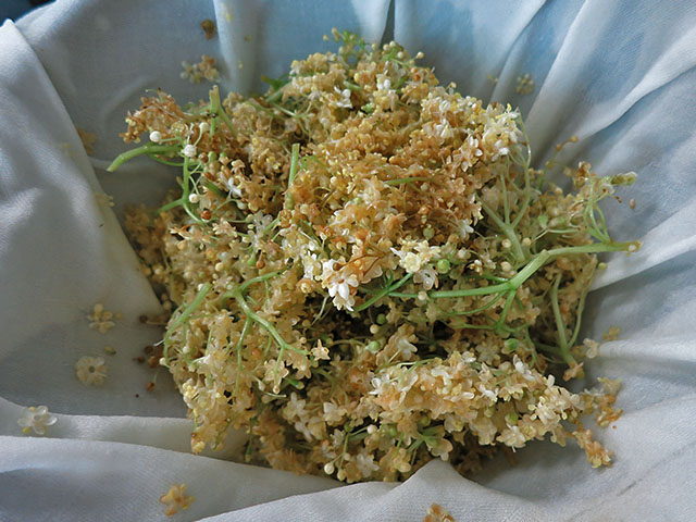 Holunder Blüten durch Tuch gefiltert