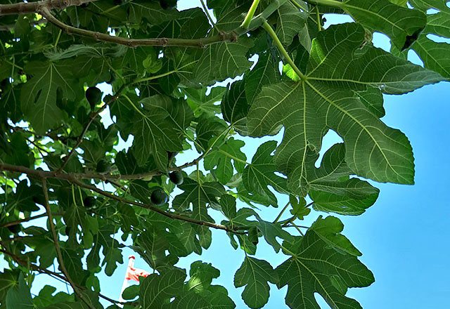 Feigenbaum mildes Klima Aeroe