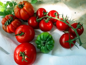 Tomaten im Hochsommer