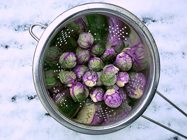 Rosenkohl Pasta mit Walnuss-Käsesauce: Hello Snow! Der Winter kann ...