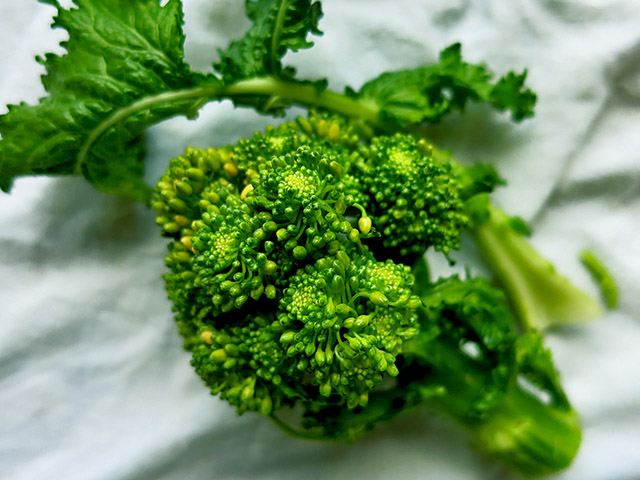 Cima di Rapa Bluete wird gelb
