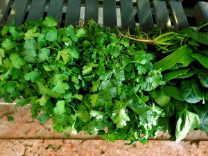 Koriander auf dem Markt Portugal