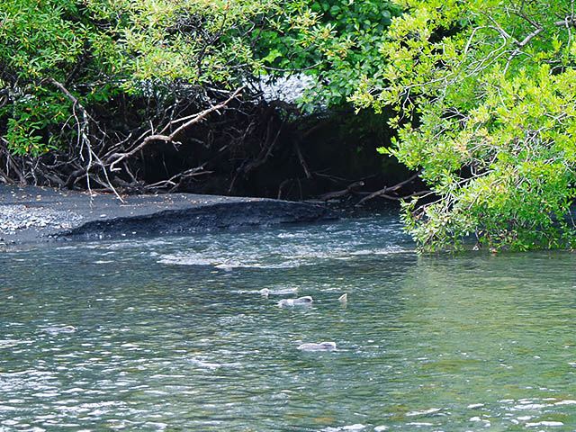 Lachse im Fluss in Alaska Copyright Friedrichs