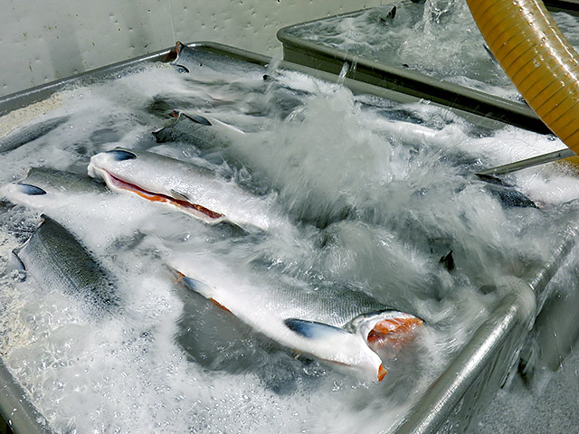 Wildlachs sanft auftauen bei Friedrichs