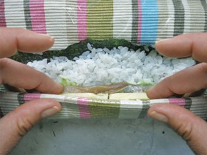 Sushi Bilder handgerollt DIY