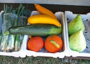 Zucchini und Kürbis in Dänemark