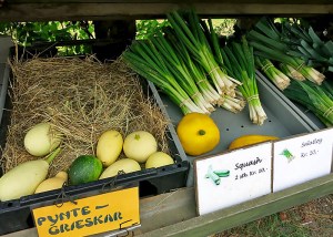 Daenische Zucchini Squash