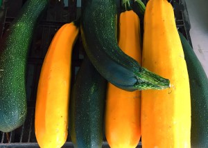 Garten Zucchini am Stand