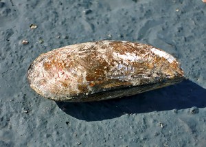 dreckige Muschel direkt nach der Ernte