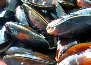 frische geschlossene Miesmuscheln