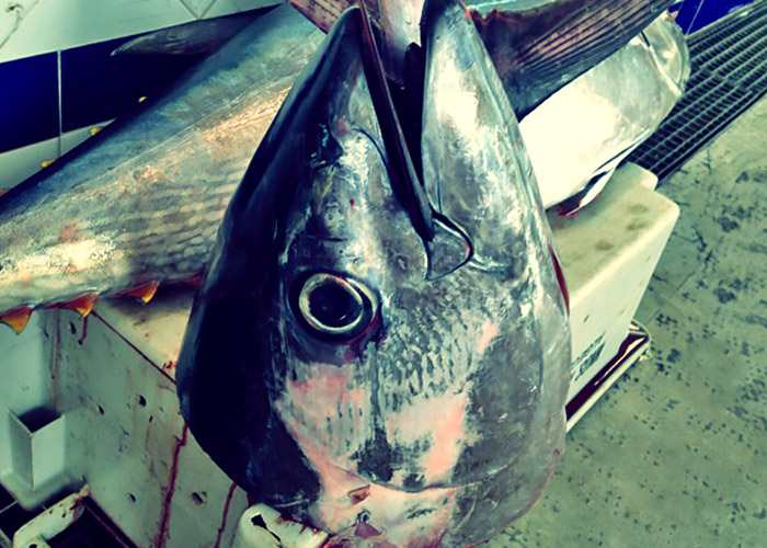 Big Eye Tuna Fischmarkt Tarifa